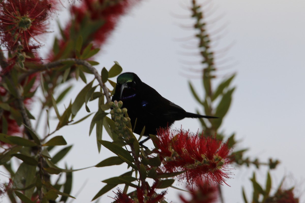 strdimil ametystový - ML643290831