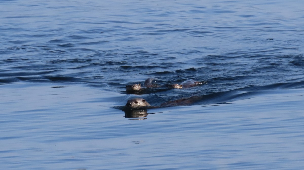 North American River Otter - ML643290840