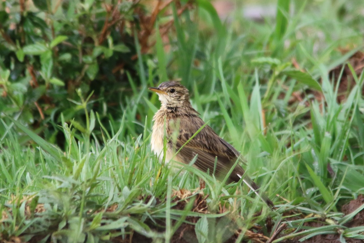 linduška pastvinná - ML643290858