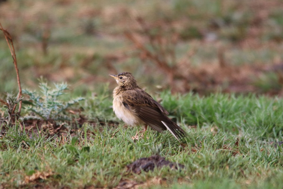 linduška pastvinná - ML643290859