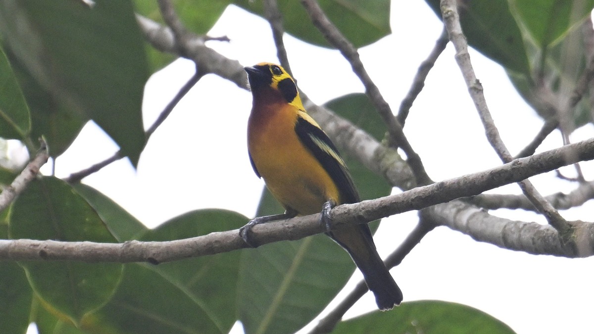 Golden Tanager - ML643290860