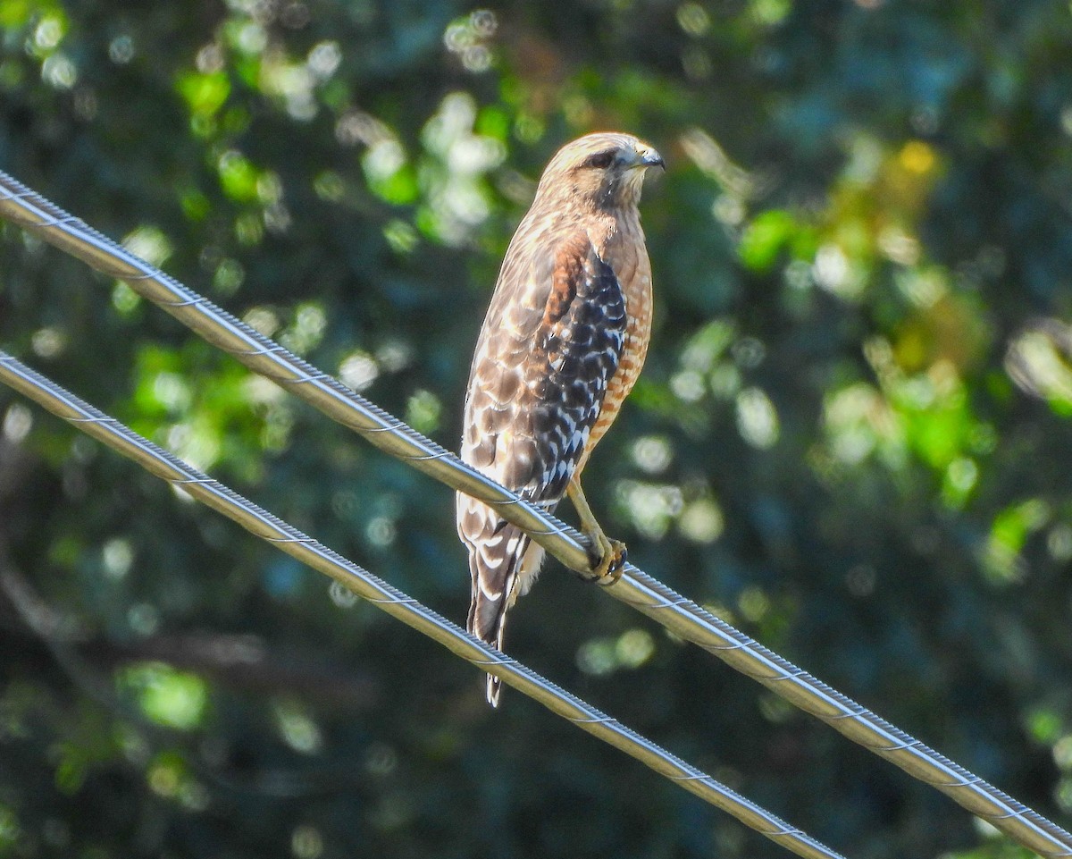 Red-shouldered Hawk - ML643290867