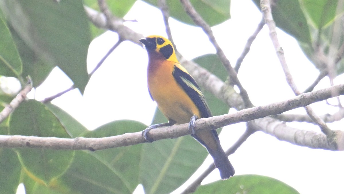 Golden Tanager - ML643290870