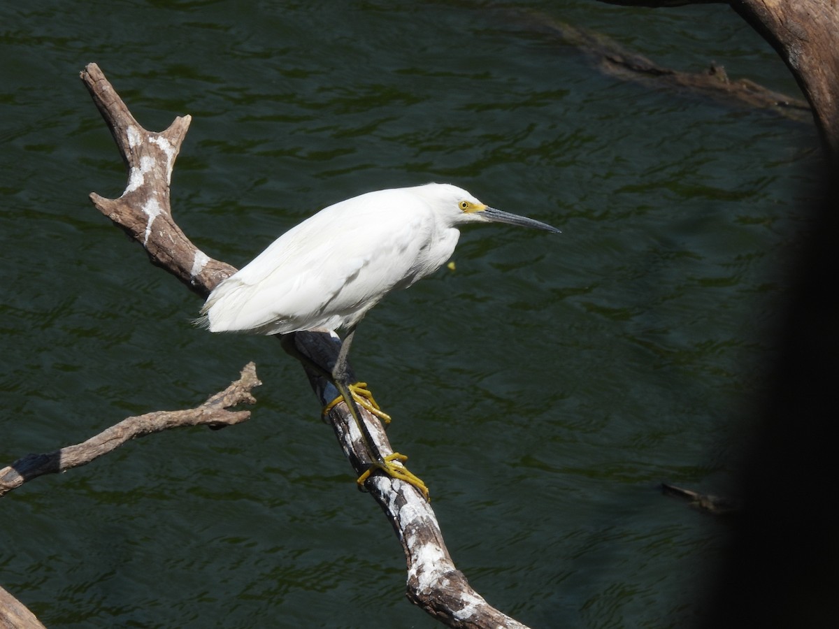 Snowy Egret - ML643290874