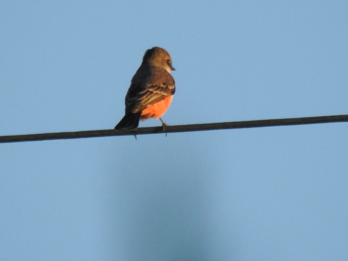 Vermilion Flycatcher - ML643290879