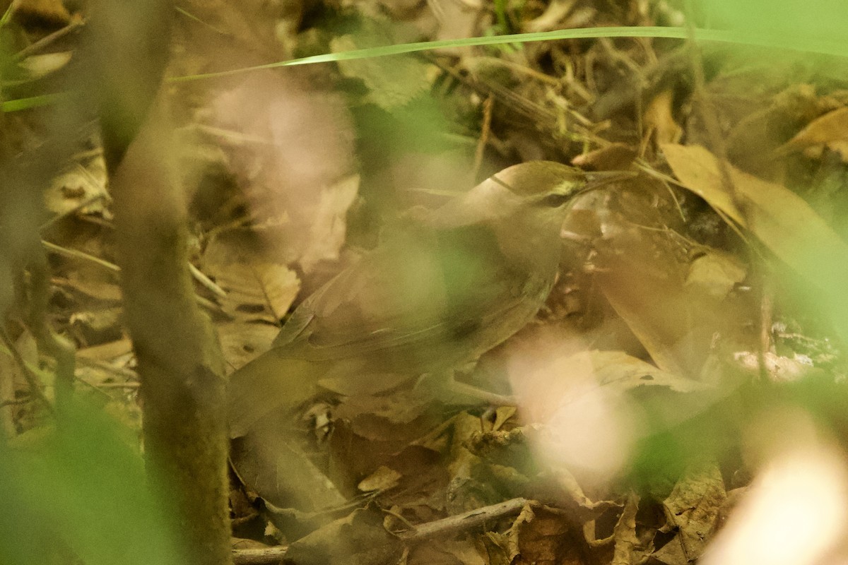 Swainson's Warbler - ML643290890