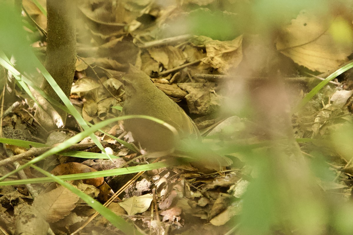 Swainson's Warbler - ML643290891