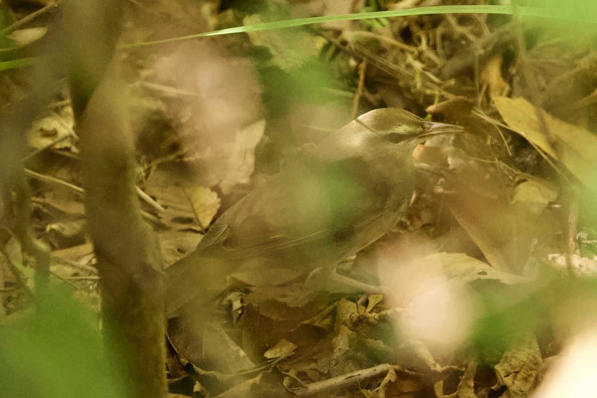 Swainson's Warbler - ML643290892