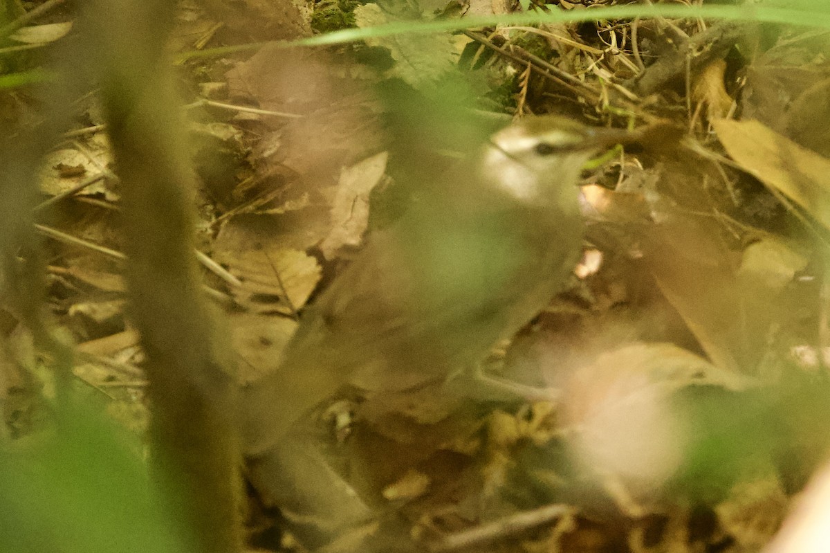 Swainson's Warbler - ML643290893