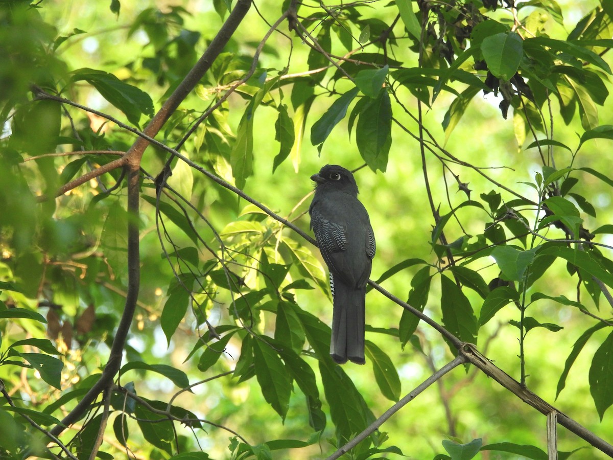 Blue-crowned Trogon - ML643290900