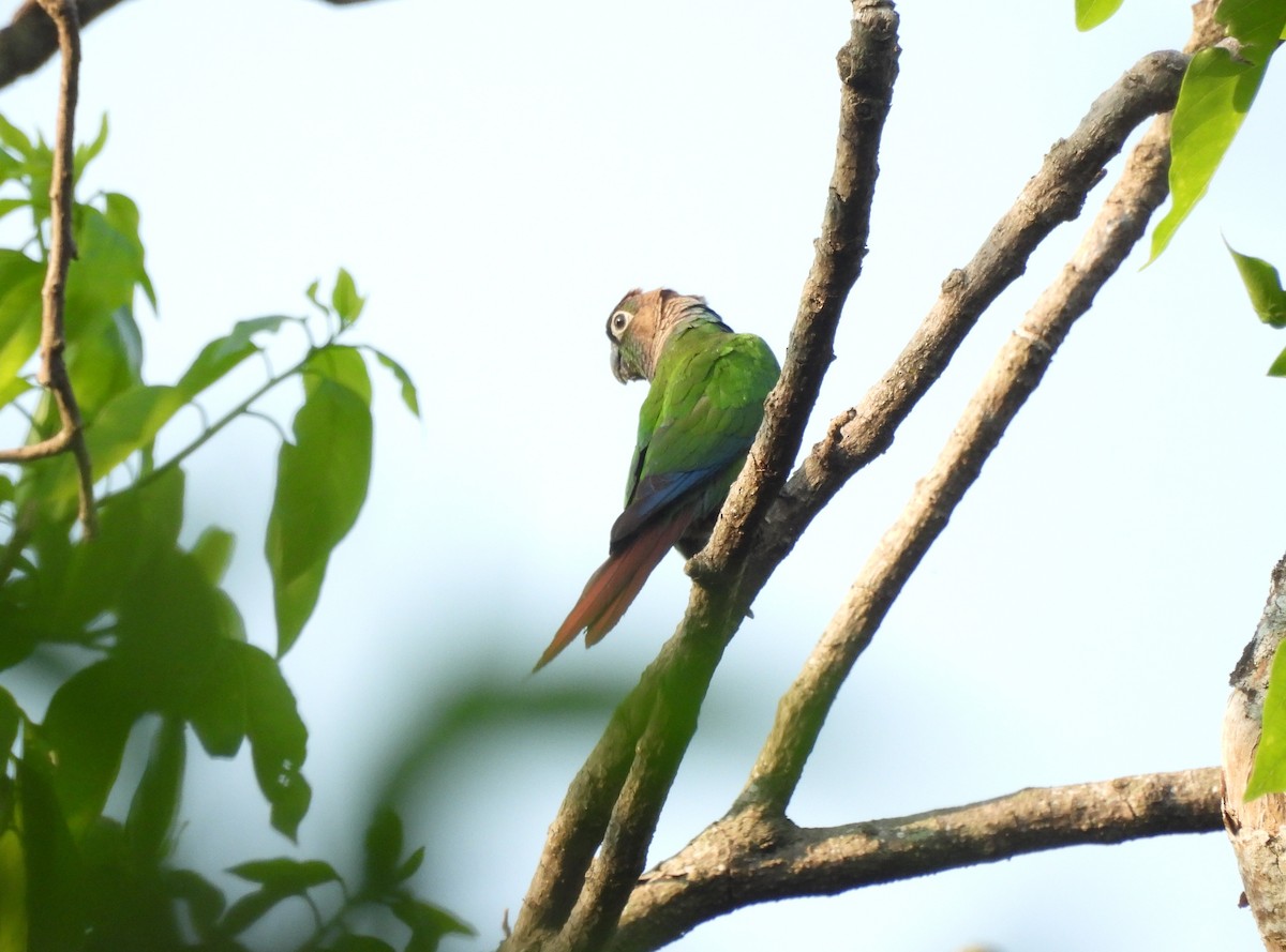 Green-cheeked Parakeet - ML643290923
