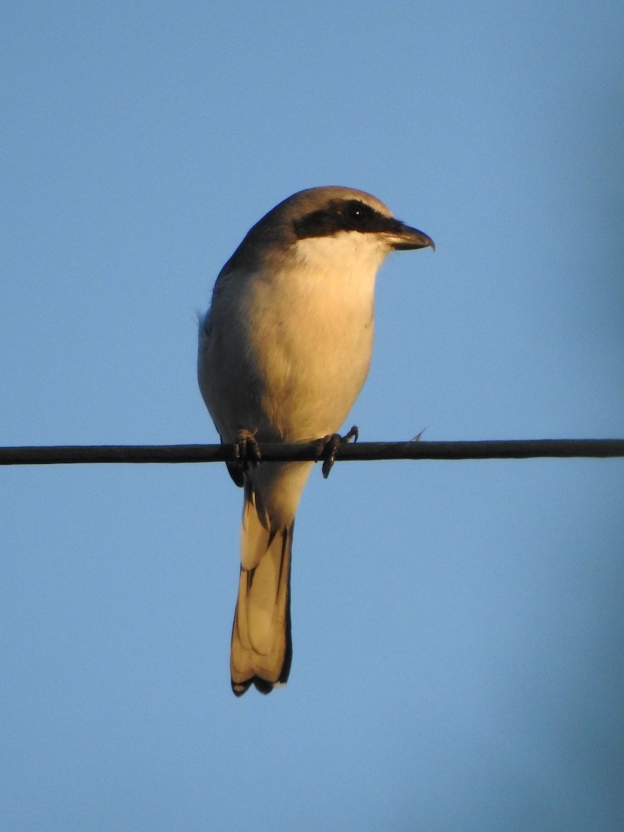 Loggerhead Shrike - ML643290926