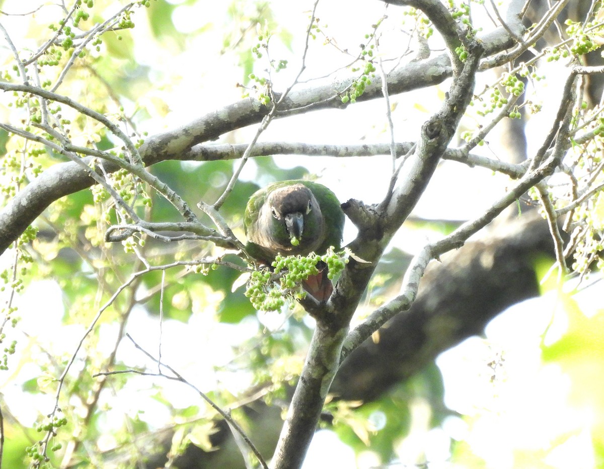 Green-cheeked Parakeet - ML643290933