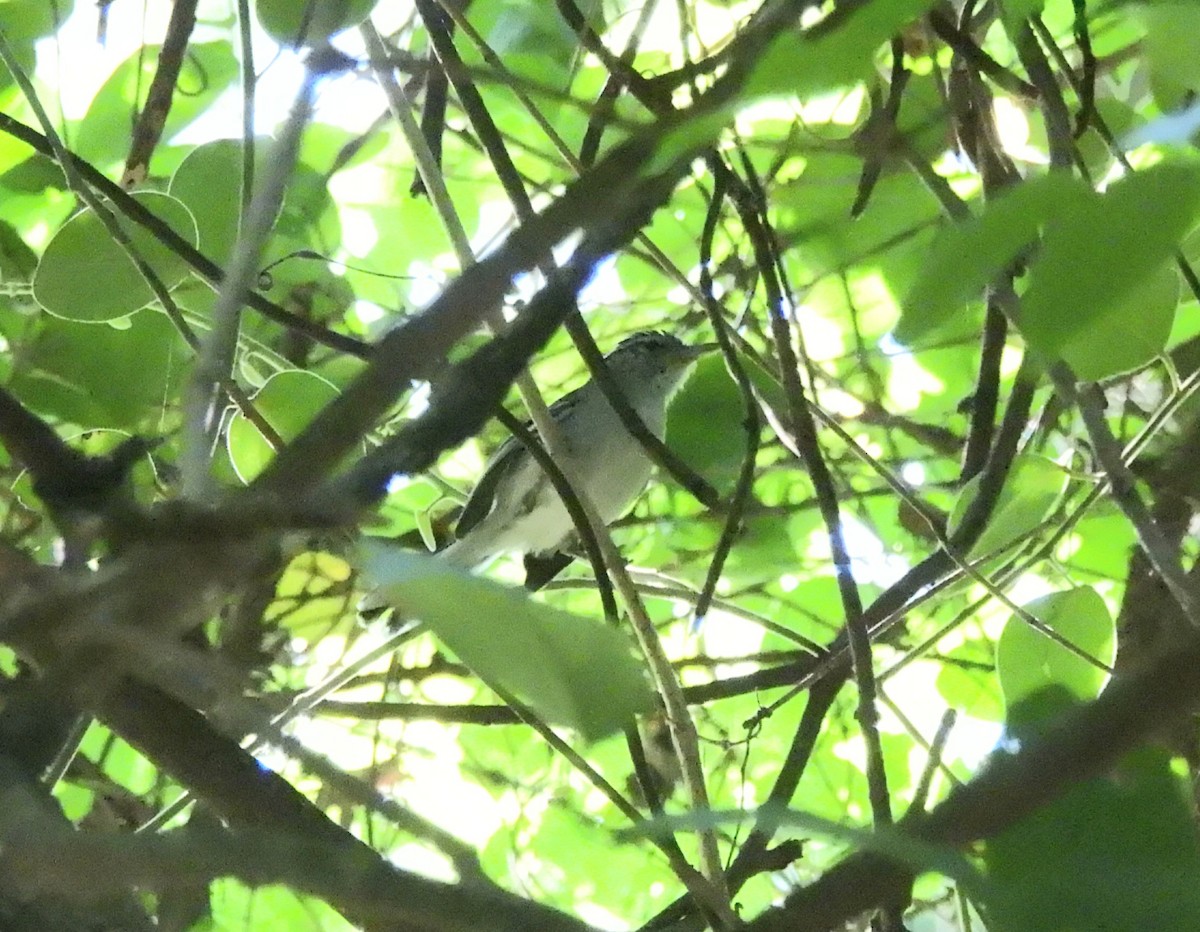 Black-capped Antwren - ML643290946