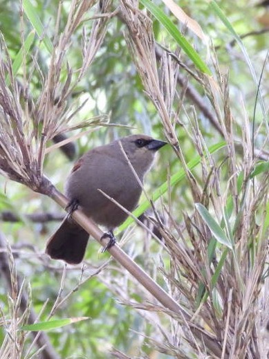 Grayish Baywing - ML643290950