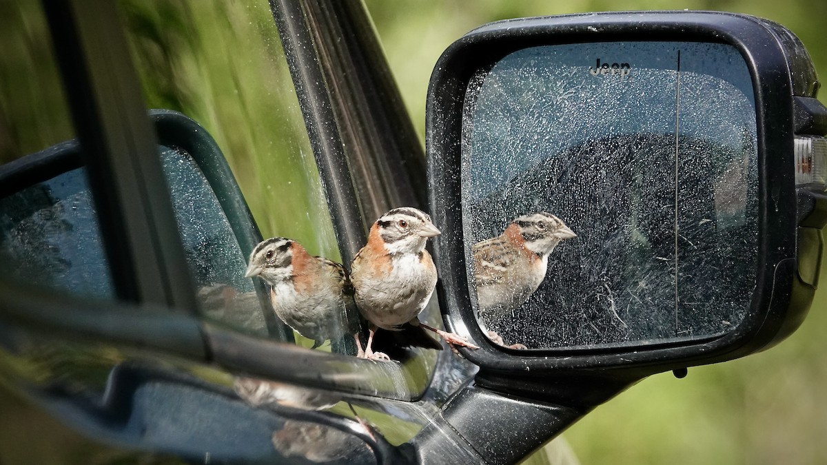 Rufous-collared Sparrow - ML643290962