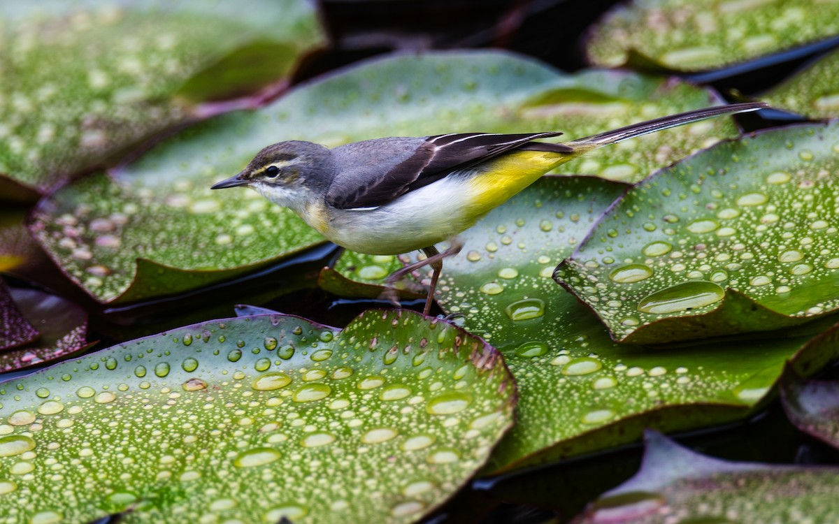 Gray Wagtail - ML643290963