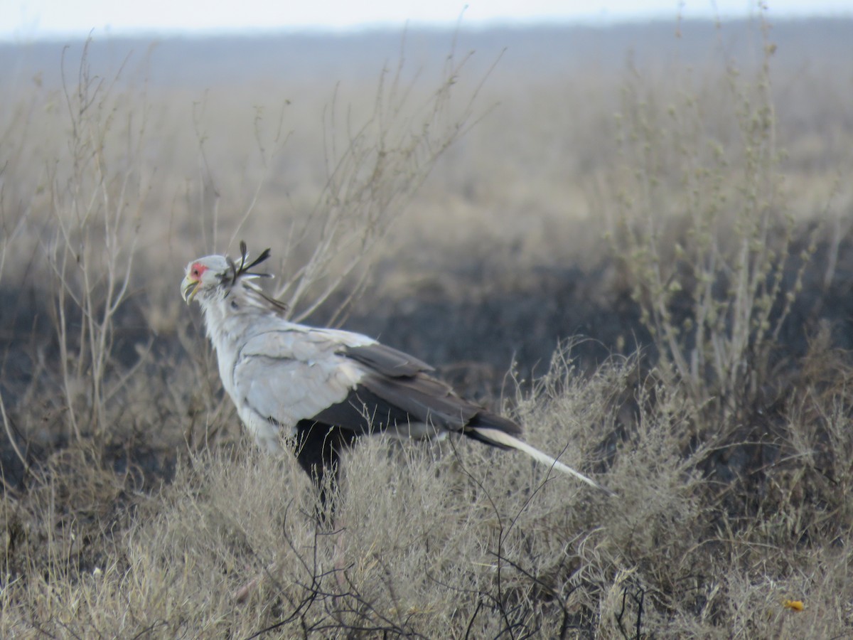 Secretarybird - ML643290964
