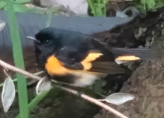 American Redstart - ML643290968