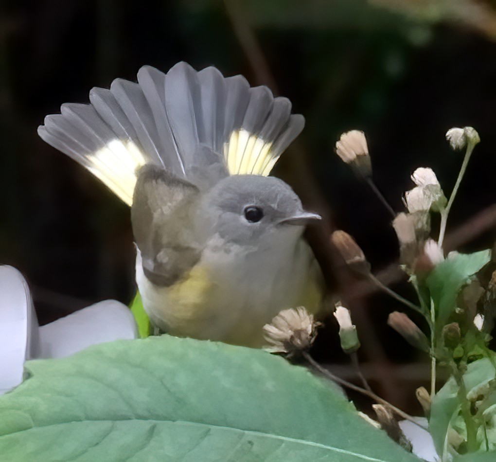 American Redstart - ML643290969
