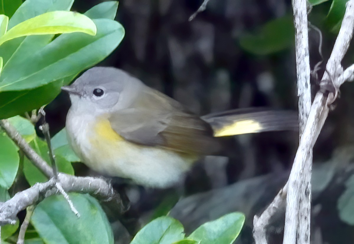 American Redstart - ML643290970