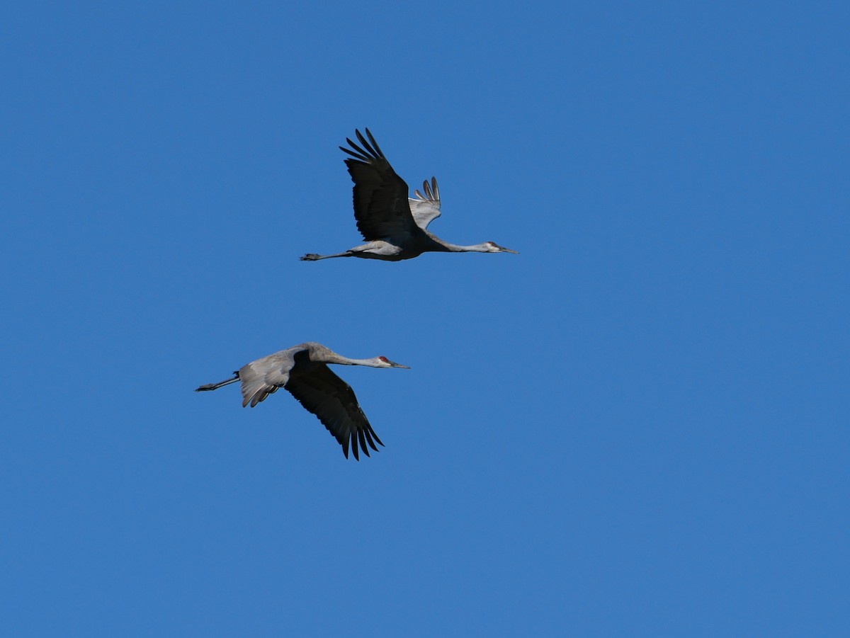 Sandhill Crane - ML643290980