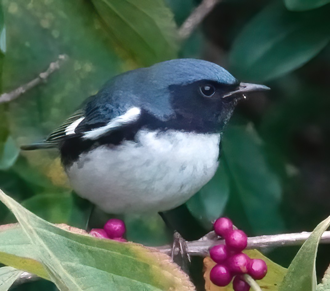 Black-throated Blue Warbler - ML643291001