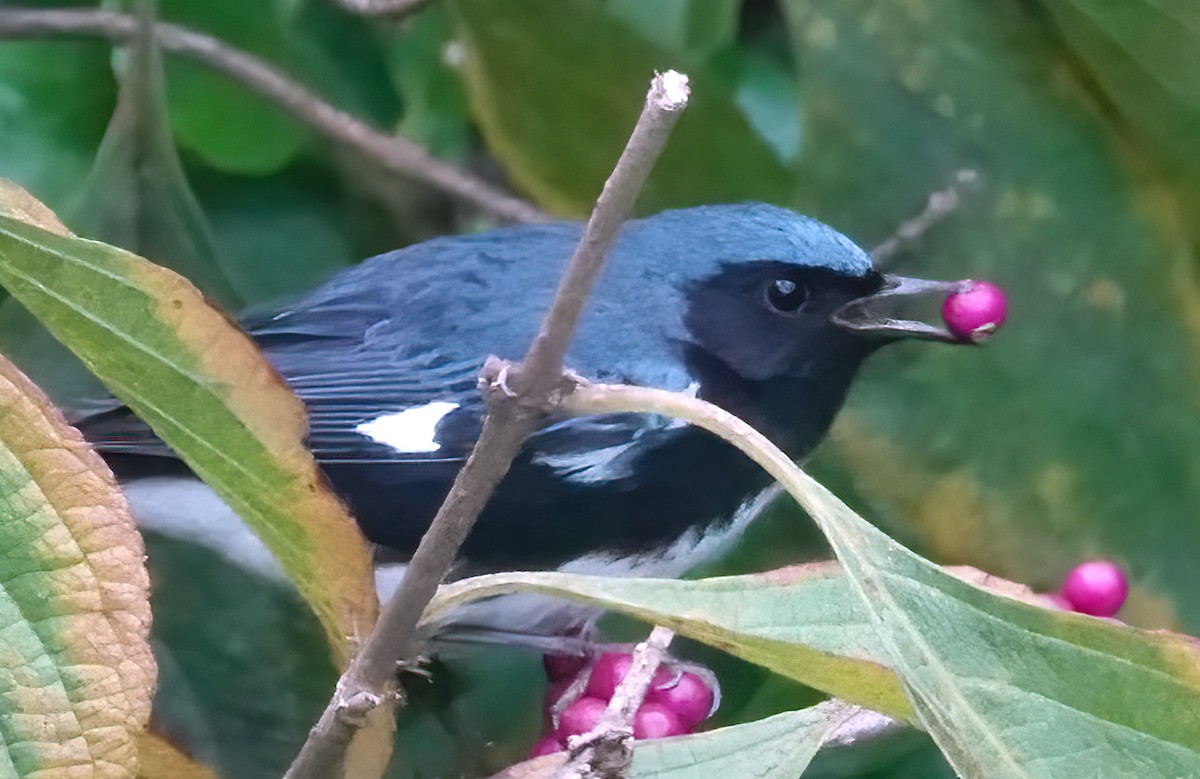 Black-throated Blue Warbler - ML643291003