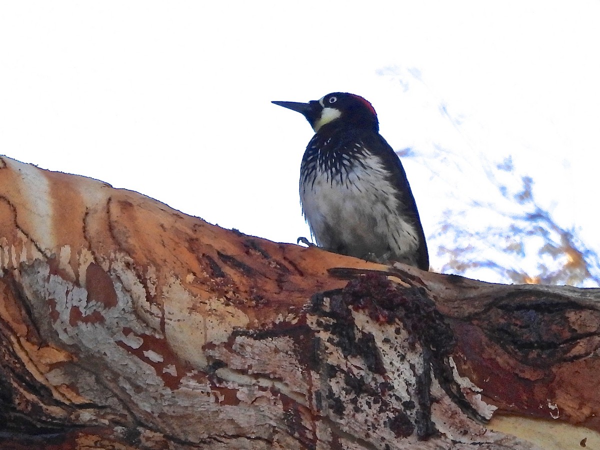 datel sběrač - ML643291018