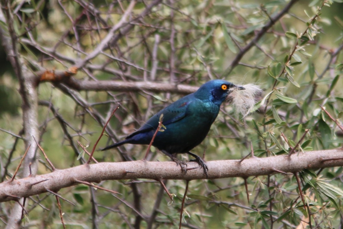 Cape Starling - ML643291027