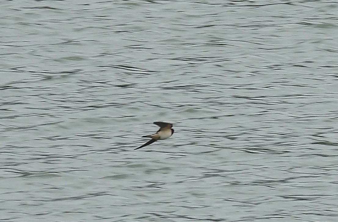 Golondrina Común - ML643291035