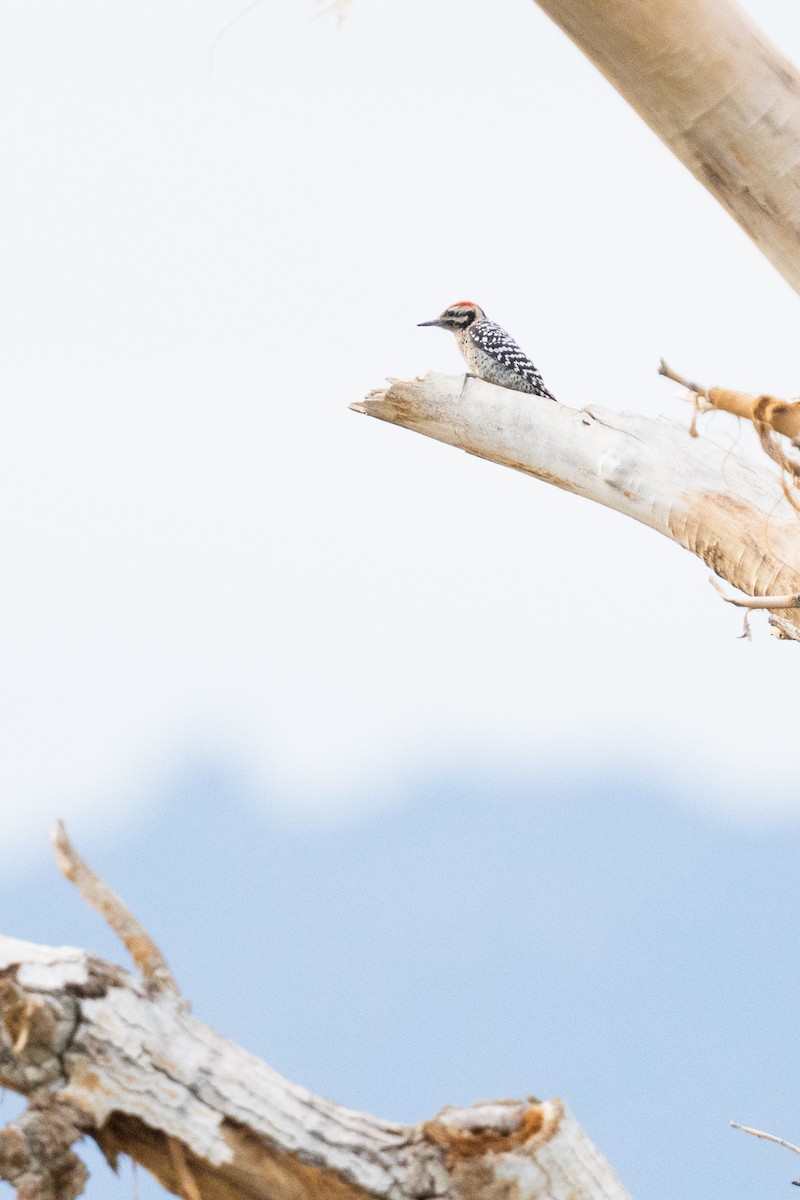Ladder-backed Woodpecker - ML643291040