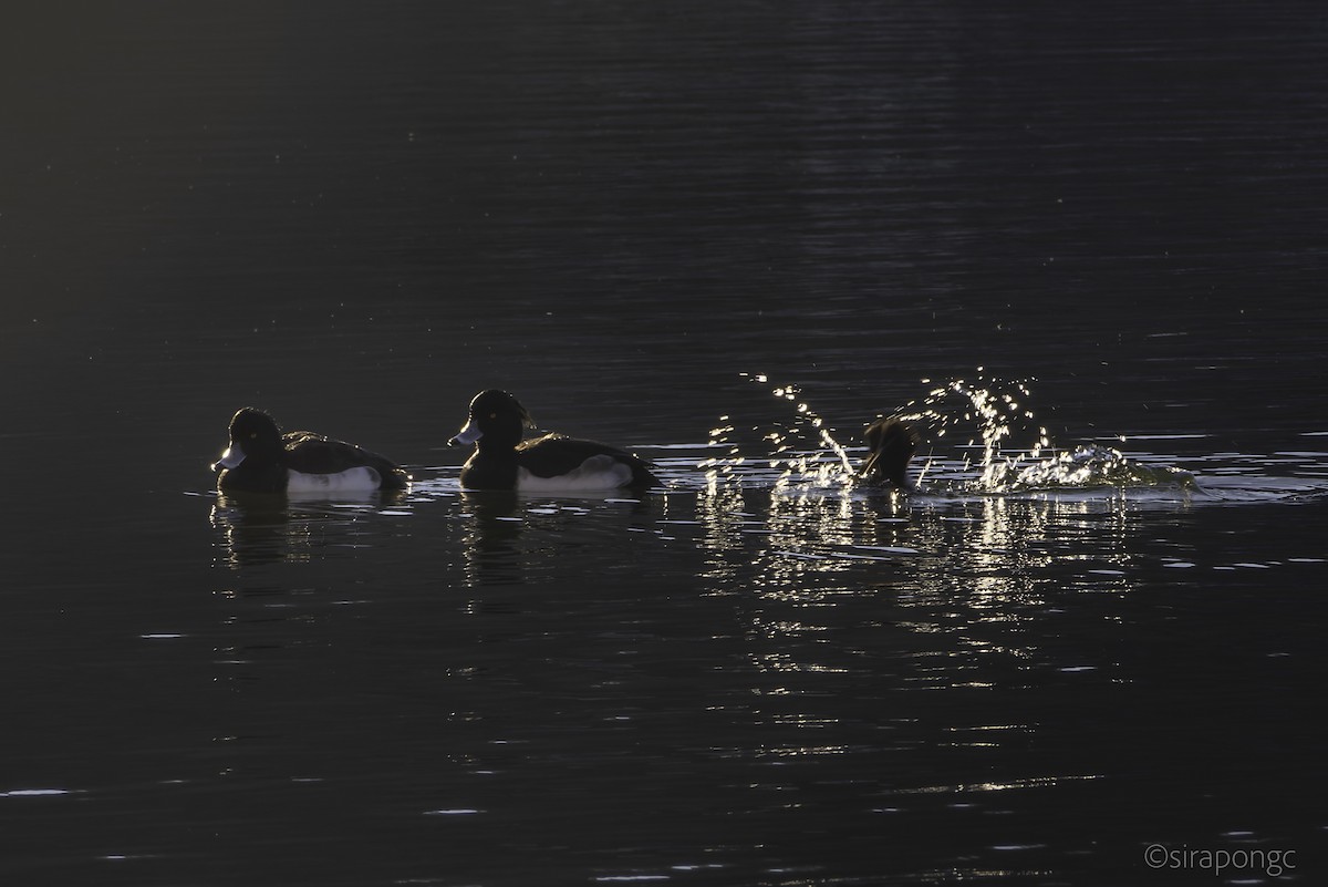 Tufted Duck - ML643291058