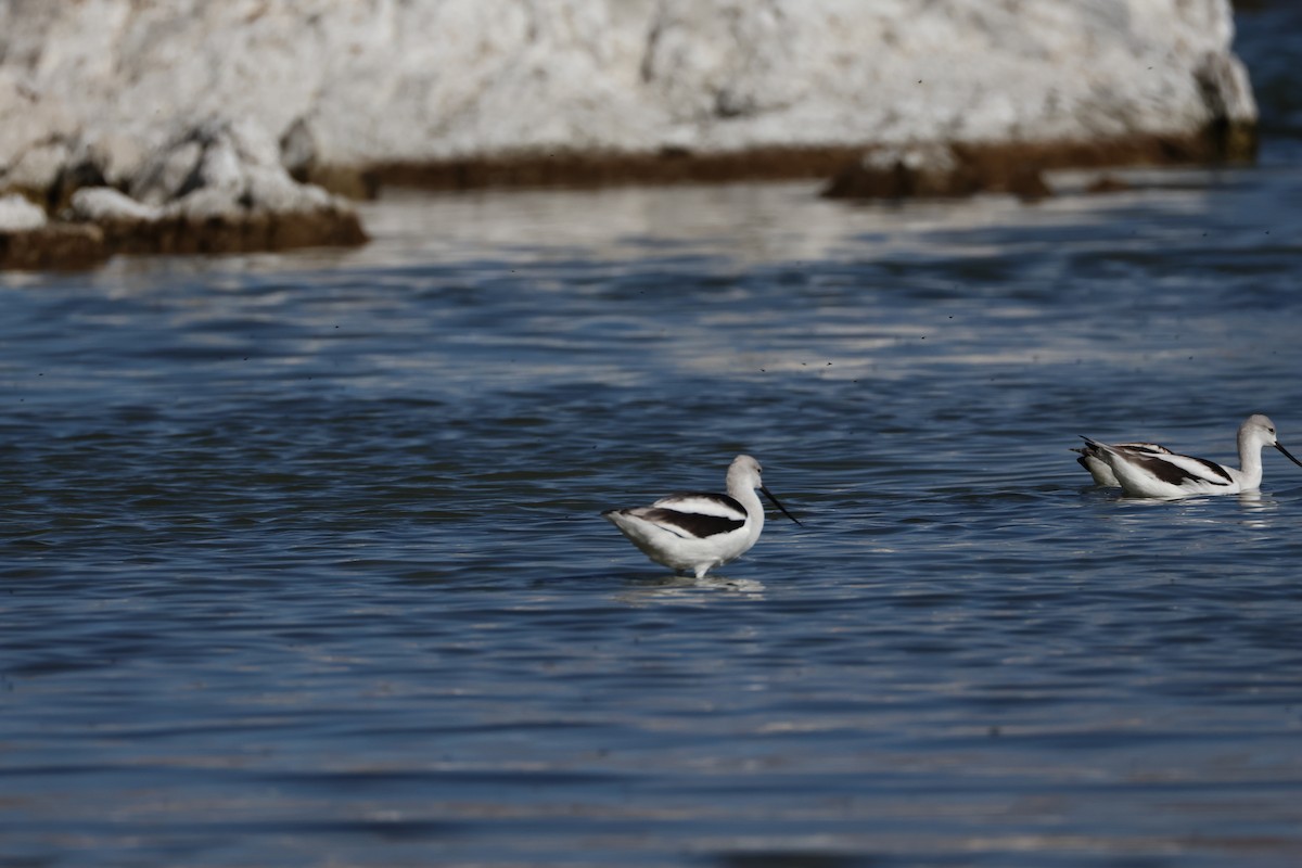American Avocet - ML643291060