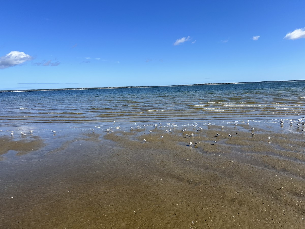 Sanderling - ML643291066