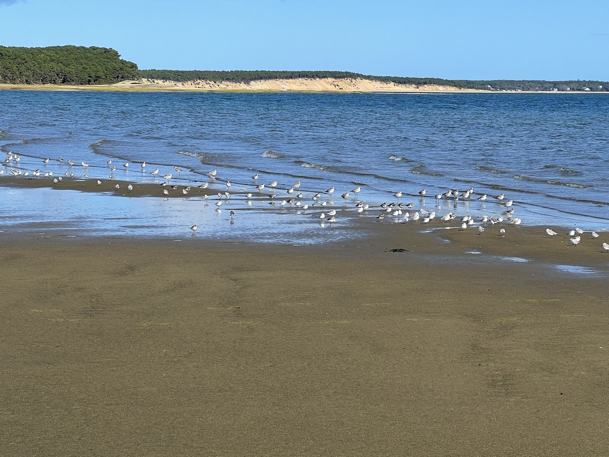 Sanderling - ML643291067