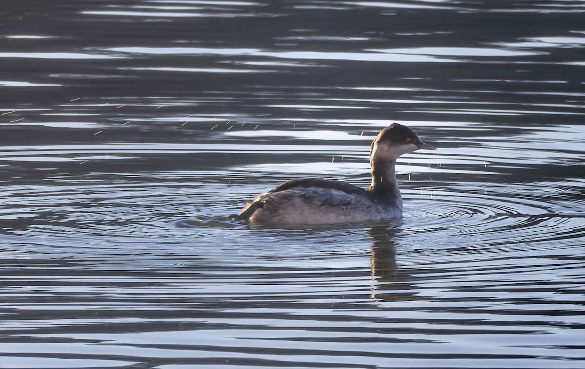Eared Grebe - ML643291069