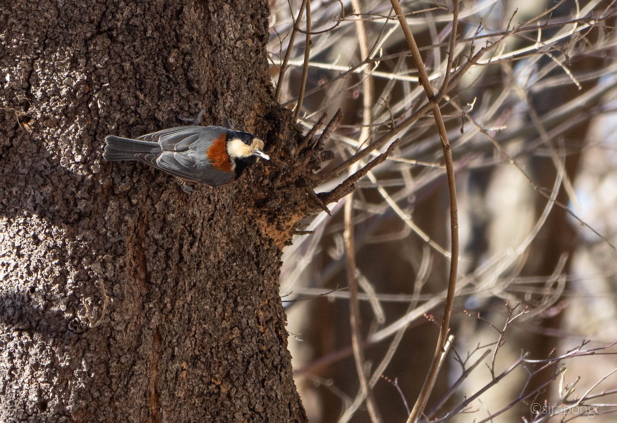 Varied Tit - ML643291082
