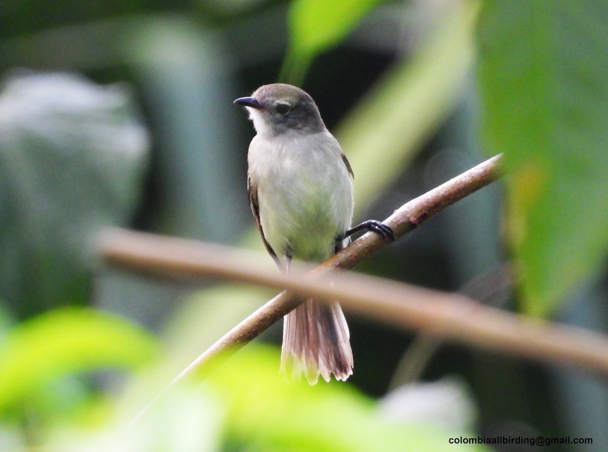 Southern Scrub-Flycatcher - ML643291090