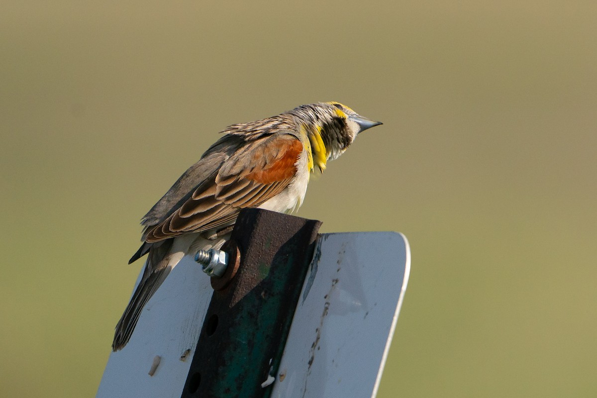 Dickcissel - ML643291098