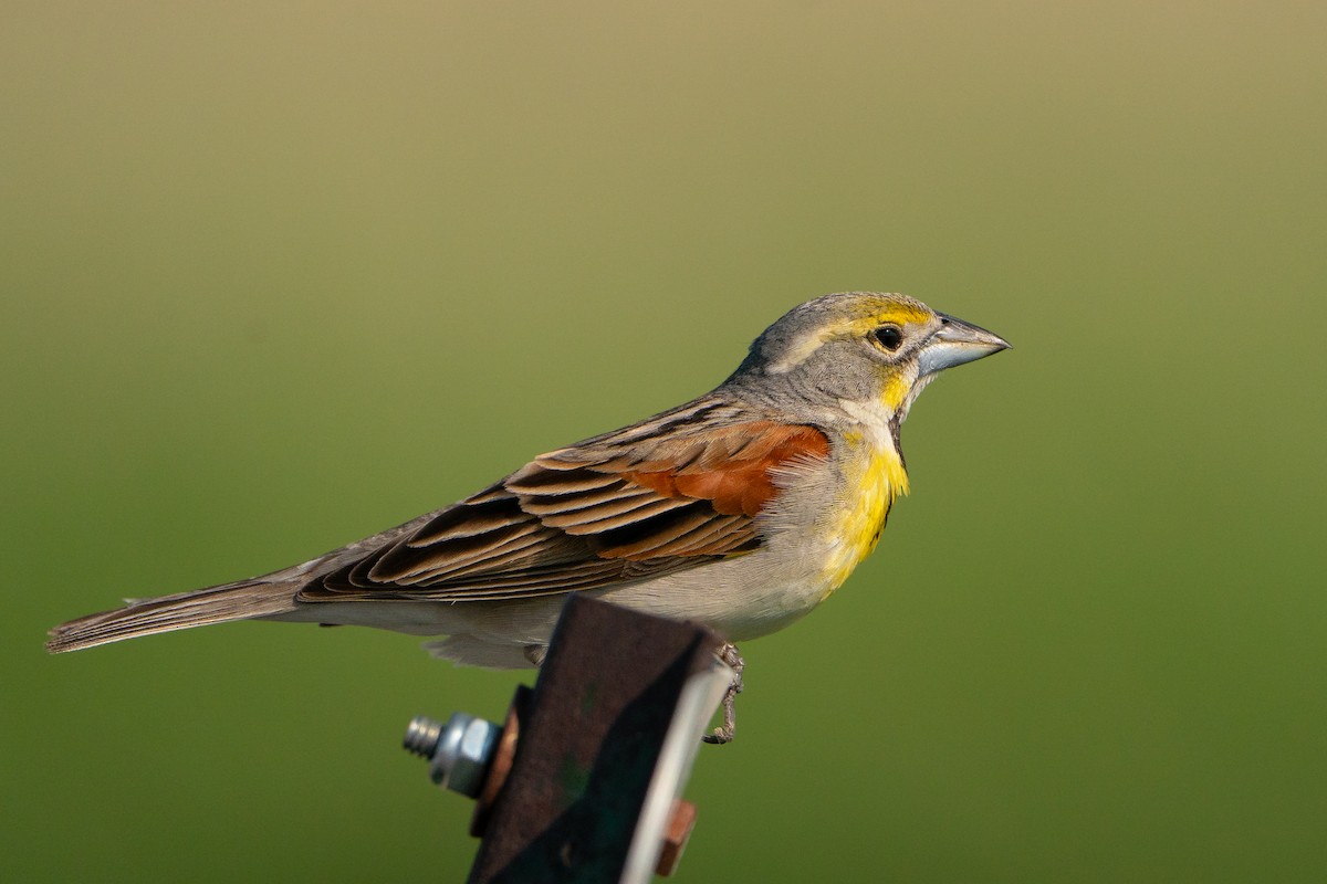 Dickcissel - ML643291101