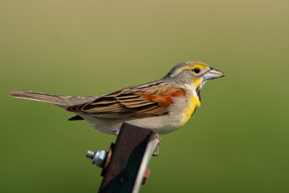 Dickcissel - ML643291102