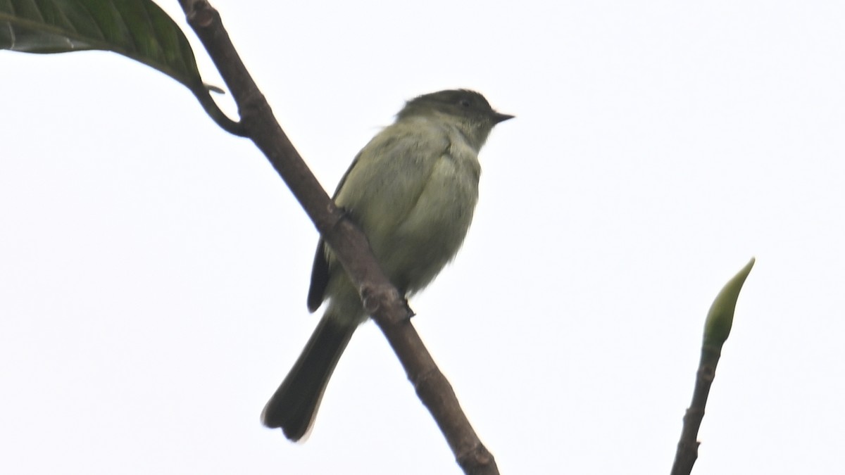 Bolivian Tyrannulet - ML643291112