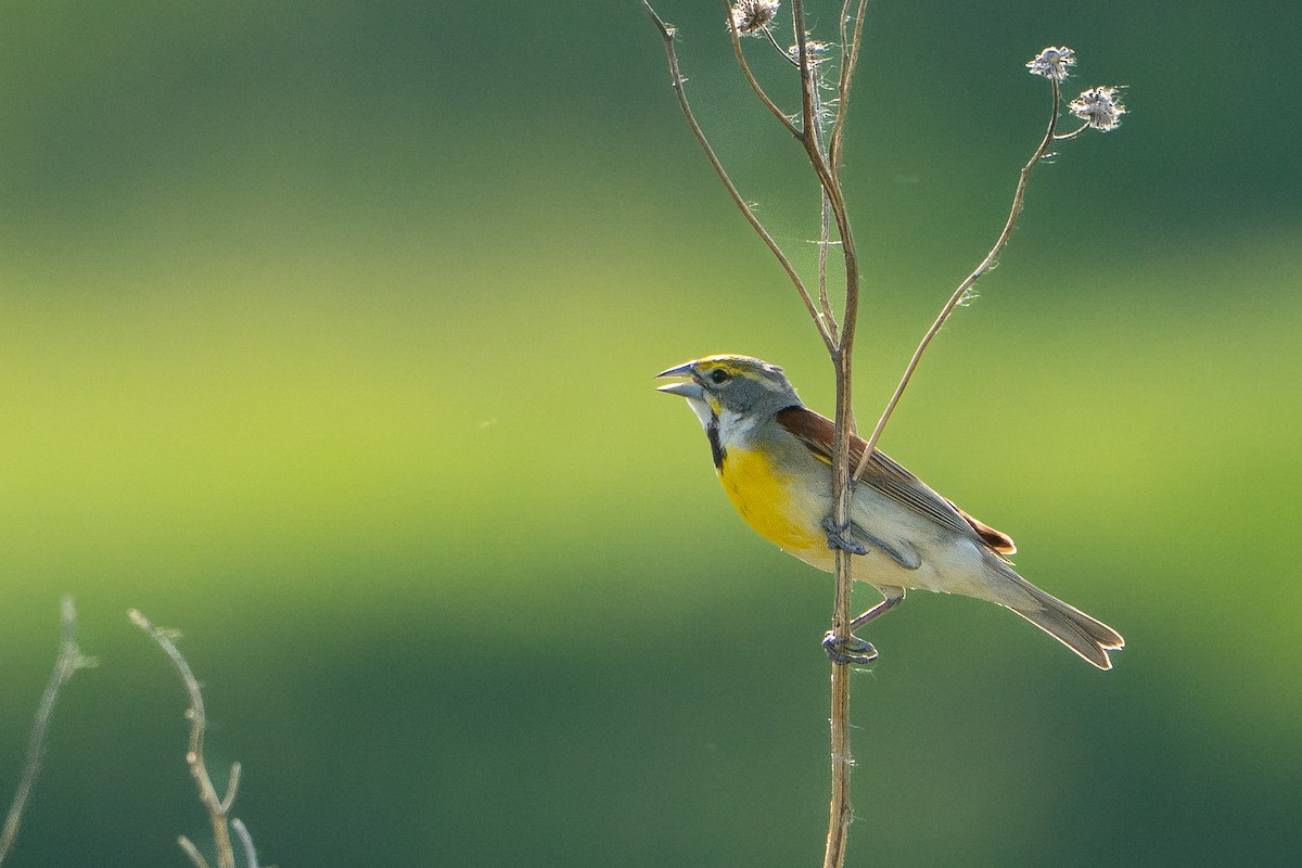 Dickcissel - ML643291114