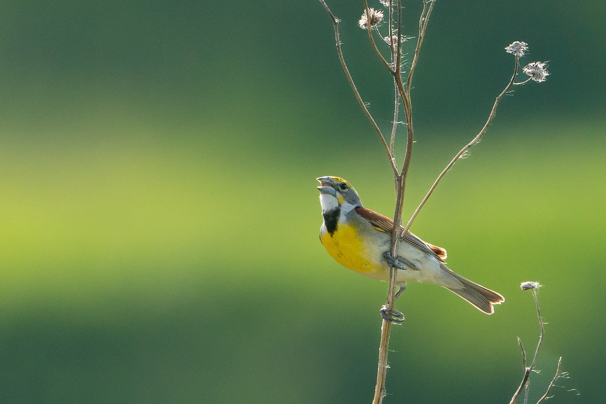 Dickcissel - ML643291115