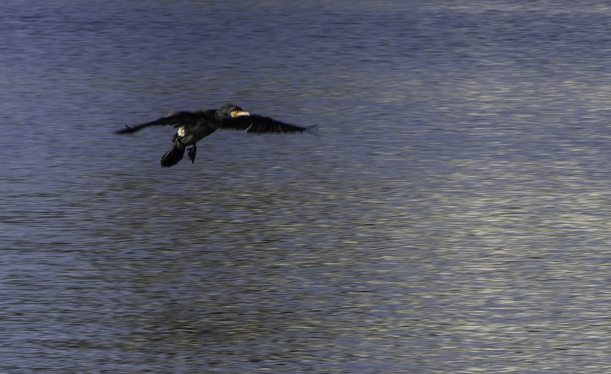 Great/Japanese Cormorant - ML643291121