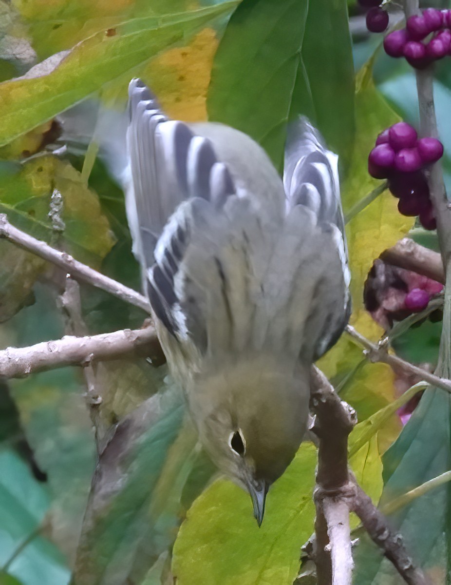Blackpoll Warbler - ML643291124