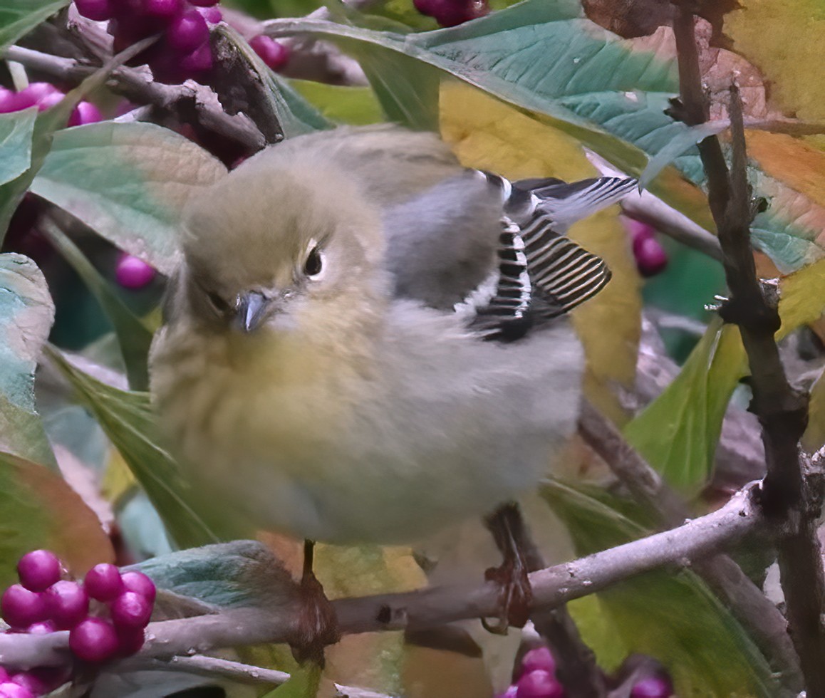 Blackpoll Warbler - ML643291127