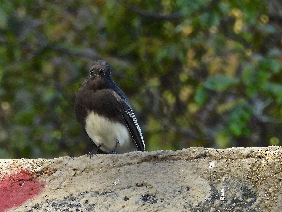 Black Phoebe - ML643291130