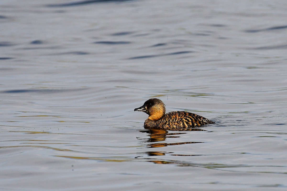 White-backed Duck - ML643291145
